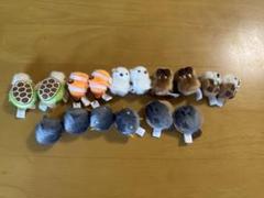 海の生き物　ぴよりーな　ひよこのおかげ