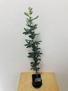 ミモザ 苗の中古 未使用品 メルカリ
