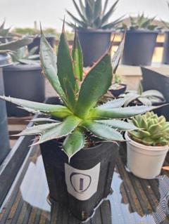 Agave horrida 実生アガベ ホリダ 鉢付き 発根済み 個人栽培