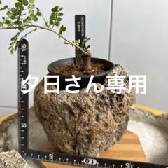 2025年最新】石鉢の人気アイテム - メルカリ