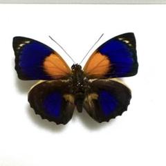 タテハ蝶科標本 , 蝶の標本 販売・通販のNatureShop|モルフォや