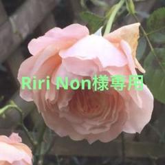 【今日の超目玉】 専用です No.460ポットのまま発送 No.423 挿し木苗 バラ2品種 花