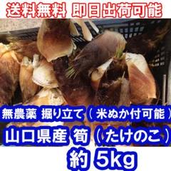 タケノコ(無農薬) 19kg たけのこ 70g×4袋 | 吉粋(きっすい) 北海道から全国へ