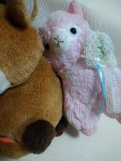 ロバとアルパカぬいぐるみセット　　こ315