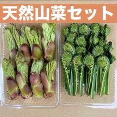 2025年最新】タラの芽の人気アイテム - メルカリ