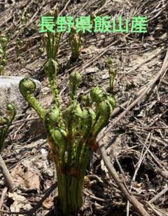 山形県産 コゴミ塩漬け 5kg(1kg×5袋) 塩蔵　こごみ　山菜　野菜 山形県産 コゴミ塩漬け 5kg(1kg×5袋) 塩蔵 こごみ 山菜 野菜