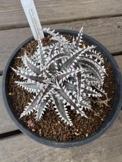 2025年最新】dyckia ottoの人気アイテム - メルカリ