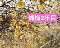 2025年最新】蝋梅苗の人気アイテム - メルカリ