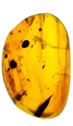 虫入り琥珀　可動水泡大1　化石　ミャンマー　カムティかタナイ産　9900万年前 虫入り琥珀（13）化石 ミャンマー カムティかタナイ産 9900万年