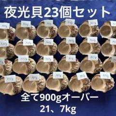 夜光貝 ヤコウ貝 まとめ売り 23個 21、7kg アクセサリー ルアー