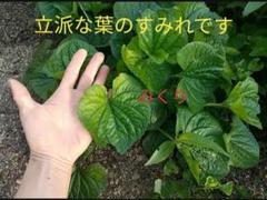 2025年最新】スミレ 苗の人気アイテム - メルカリ