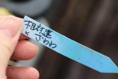 2025年最新】おらいさん苗 青札の人気アイテム - メルカリ