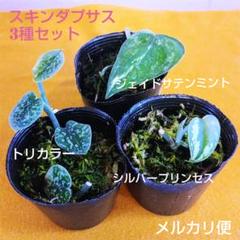 2025年最新】Scindapsusの人気アイテム - メルカリ