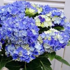 2025年最新】紫陽花 鉢の人気アイテム - メルカリ