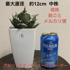 2025年最新】アガベ シーザーの人気アイテム - メルカリ