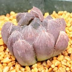 【激安】オブツーサ ブルーレンズ　大株・小粒　鉢付き植えたまま　極上品　高級 2025年最新】ハオルチア ブルーレンズの人気アイテム - メルカリ