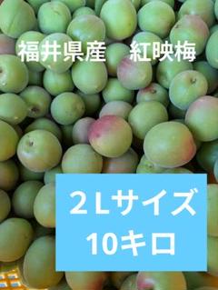 【qtaro】福井県産　紅映梅　訳ありサイズ色々　10キロ Amazon | 福 福梅ぼし fukuumeboshi【訳あり】福井県産紅映梅