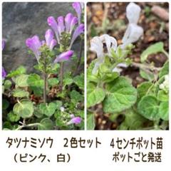22年最新 タツナミソウの人気アイテム メルカリ