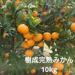 ✨10本セット✨ ふんわり暁月 みかん 期間限定 生産停止 廃盤