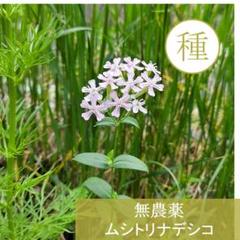 【 無農薬 】一年草　ムシトリナデシコ　コマチソウ 小町草　種 50粒　薄ピンクのサムネイル