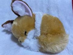 ちょコンとキツネ　JBサイズ　くるんとおねむ　きなこ　約31cm ⑤