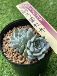 おらいさん苗 百合牡丹＆芍薬牡丹セット 札付き ポットごと
