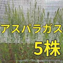 新鮮 アスパラガス苗 5株のサムネイル