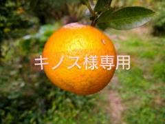 （鹿児島県産）かな②ハウス栽培 タンカンLサイズ4〜4.5kいちき串木野市 鹿児島天城町】林果樹園 徳之島産 タンカン【ご家庭用】混合
