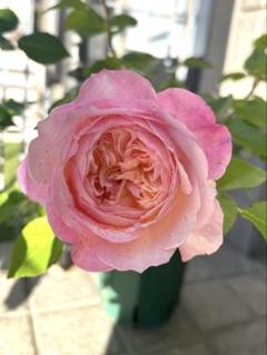 バラ花苗　切り花品種　和薔薇　うらら　蕾あり　接ぎ木苗 海外 正規品】 和薔薇 切り花品種 バラ花苗 うらら メルカリ