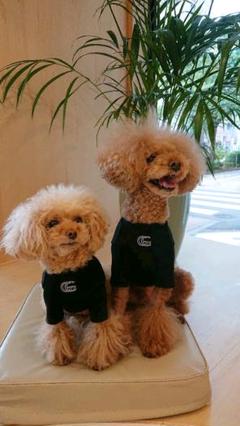 犬服ブランドの中古 未使用品 メルカリ