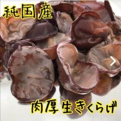 採れたて農家直送⭐生きくらげ1キロ⭐