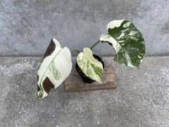 り*ー様 モンステラ デリシオーサ タイコンステレーション 美斑 検索 レガシー ① モンステラ デリシオーサ タイコンステレーション 極斑 美斑