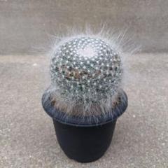 赤花精巧殿 実生 鉢植えメルカリ便送料込み - メルカリ