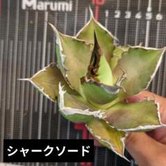 限定お買い得商品 2025年最新】アガベまとめ売りの人気アイテム - メルカリ アガベ