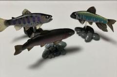 Amazon.co.jp: 原色淡水魚図鑑 Ⅰ 初版 台座黒 シークレット アジアアロワナ ガチャ : おもちゃ