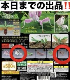 <ガチャ>ハナカマキリ　白