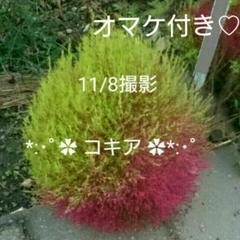 コキアの種 .*✿プレゼント付 ✿*:・゜