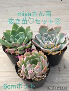 2025年最新】多肉植物 リンゼアナの人気アイテム - メルカリ