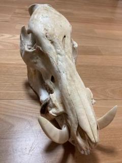 日本猪　頭蓋骨　イノシシ　スカルヘッド　ハンティングトロフィー Amazon.co.jp: 天然物 日本猪 牙 頭蓋骨 スカル ハンティング