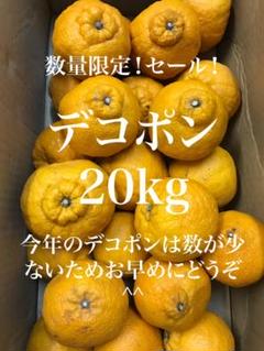 楽天市場】訳あり 熊本 デコポン (20玉前後/約5kg) 熊本産 露地