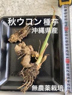 ◎在庫限り◎自然栽培◎貴重な黒ウコン◎芽出し種芋10個◎ブラックジンジャー◎種芋 ◎在庫限り◎自然栽培◎貴重な黒ウコン◎芽出し種芋10個