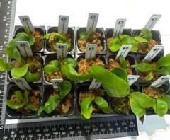 ビカクシダ　ヒリー　ドワーフ　コンパクト、CloudSeries専用出品 fit=scale-down,w=1200