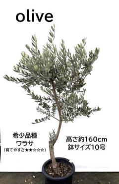 オリーブの木　ワラサ　10号　約160cm　K-70　希少品種　一点物 オリーブの木 ワラサ 10号 約160cm K-70 希少品種 一点物 - メルカリ