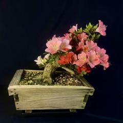 皐月 煌陽 ※花終わり 樹高32cm 中品盆栽 盆養木 花物 綺麗な花 皐月 煌陽 ※花終わり 樹高32cm 中品盆栽 盆養木 花物 綺麗な花