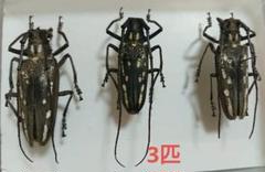 カミキリムシ標本3点まとめて　専用 カミキリムシ標本❌3 - メルカリ