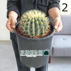 2025年最新】サボテン金冠竜の人気アイテム - メルカリ