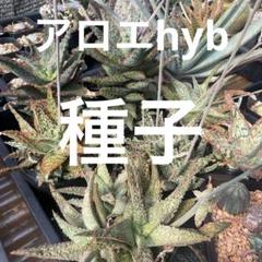 2025年最新】aloe hybridの人気アイテム - メルカリ