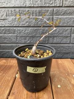 𝕁𝔻𝕂𝕊ℕ | ™️ ・ #pachypus #パキプス ・ #caudex #botanical