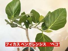 希少なフィカス・ベンガレンシス・ペコ　大株　新芽あり 希少なフィカス・ベンガレンシス・ペコ 大株 新芽あり - メルカリ