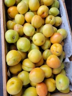 クール便　八助梅　5キロ ✴︎農薬不使用品✴︎ 青森県産 八助 八助梅 箱込み2キロ 完熟前
